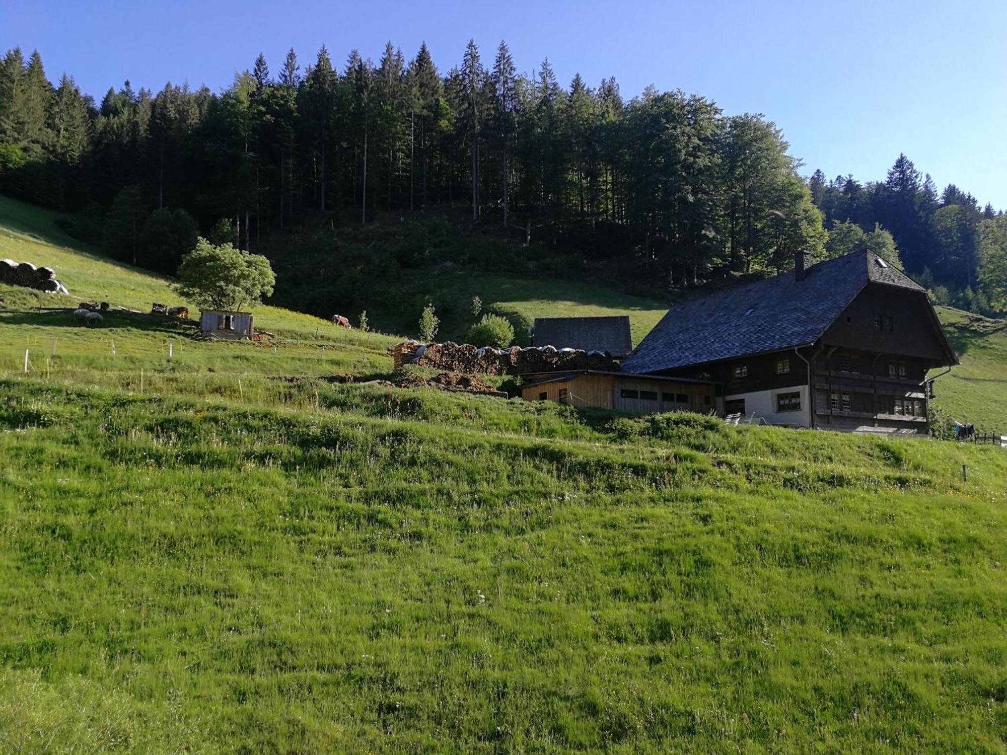 Ferienwohnung Glashuette Sankt Märgen Extérieur photo